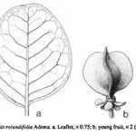 Cupaniopsis rotundifolia Інше