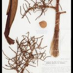 Leopoldinia pulchra Fruto