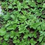 Viola septemloba Habit