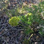 Lomatium grayi Blomst