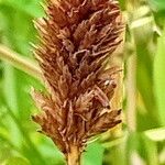 Cyperus ustulatus Flor