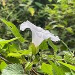 Convolvulus silvaticus عادت داشتن