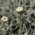 Santolina chamaecyparissus Flower