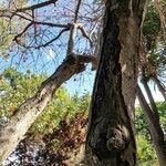 Erythrina rubrinervia Pokrój