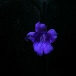 Strobilanthes tomentosa 花
