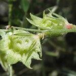 Onobrychis aequidentata その他の提案