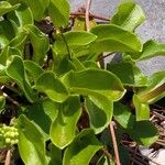 Gentiana acaulis (Blatt)