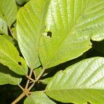 Handroanthus chrysanthus 叶