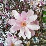 Magnolia stellata Flower