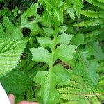 Lactuca biennis Leaf