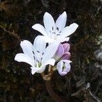 Brimeura fastigiata Flower