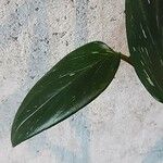 Monstera lechleriana Ліст