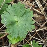 Geranium molle Blad