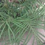 Pteris cretica Ліст