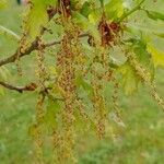 Quercus roburFlower