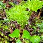 Oplopanax horridus Leaf