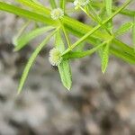 Galium spurium फल