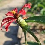 Zinnia peruviana عادت داشتن