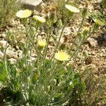 Crepis albida फूल