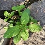 Amaranthus spinosusFrunză