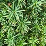 Taxus cuspidata List