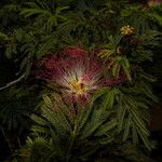 Calliandra rubescens Bloem