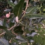 Quercus ilex Levél