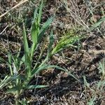 Panicum miliaceum Hoja