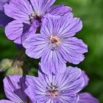 Geranium malviflorum Çiçek