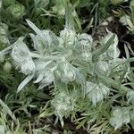 Artemisia schmidtiana Flower