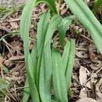 Tulipa agenensis Leaf