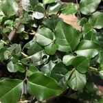 Ligustrum sinense Lehti