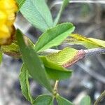 Trifolium badium Yaprak