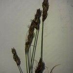 Carex divisa Lorea
