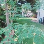 Moringa oleifera Blad