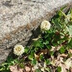 Trifolium occidentale Floare