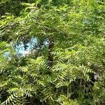 Juglans californica Агульны выгляд