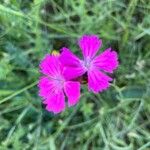 Dianthus carthusianorum花