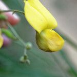 Crotalaria juncea Flor