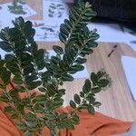 Buxus balearica برگ