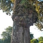 Cupressus sempervirens Cortiza