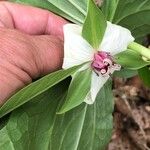Trillium flexipes Virág