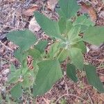 Chenopodium album Лист