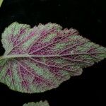 Begonia picta Агульны выгляд