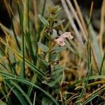 Scutellaria racemosa عادت داشتن