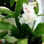 Schlumbergera truncata Blatt