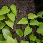 Epipremnum aureum Hoja