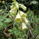 Digitalis grandiflora Çiçek