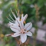 Asphodelus ramosus Flower