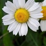 Anthemis ruthenica Flors